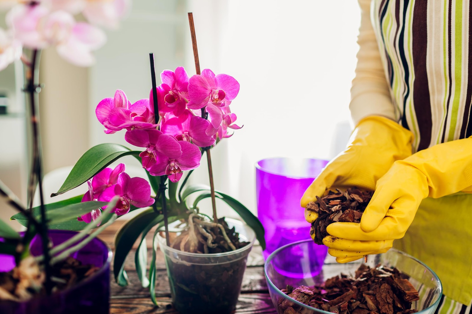 Dendrobium Orchid Potting Mix 8 Quart Natural Soil Blend for Orchids