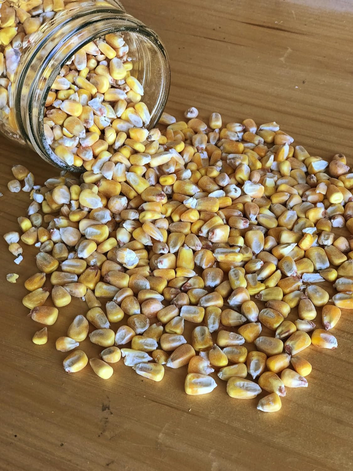 Whole Corn – Perfect Feed for Deer, Squirrels, Chickens, Ducks, Rabbits, Geese,