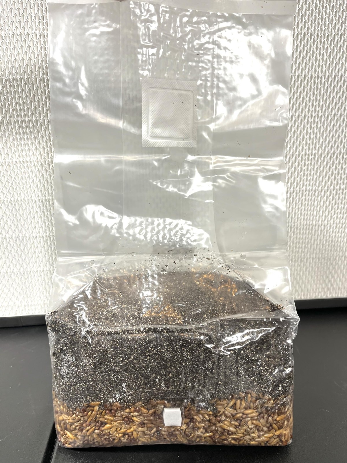 Magical 5 lb Mushroom All in One Grow Bag for Manure Loving Mushrooms with In…
