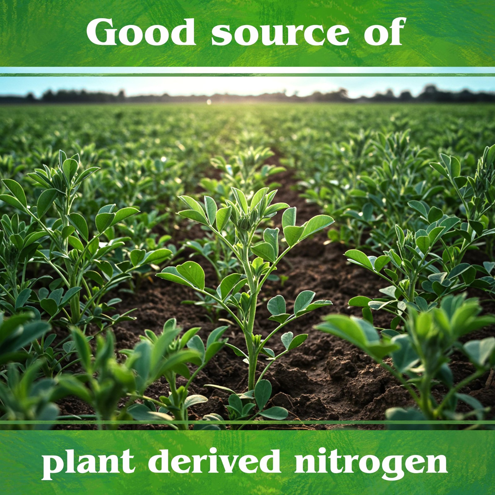 Organic Alfalfa Meal – Plant Food for Roses, Bulbs, Flowers and Ornamentals 2…