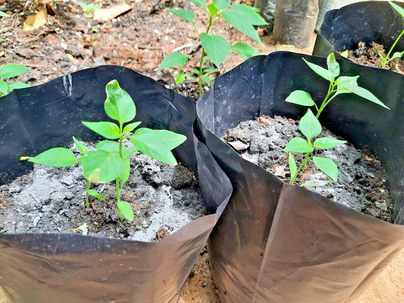 Hard Wood ash sifted Pure Organic for Gardening Compost Fertilizer Pottery Soap