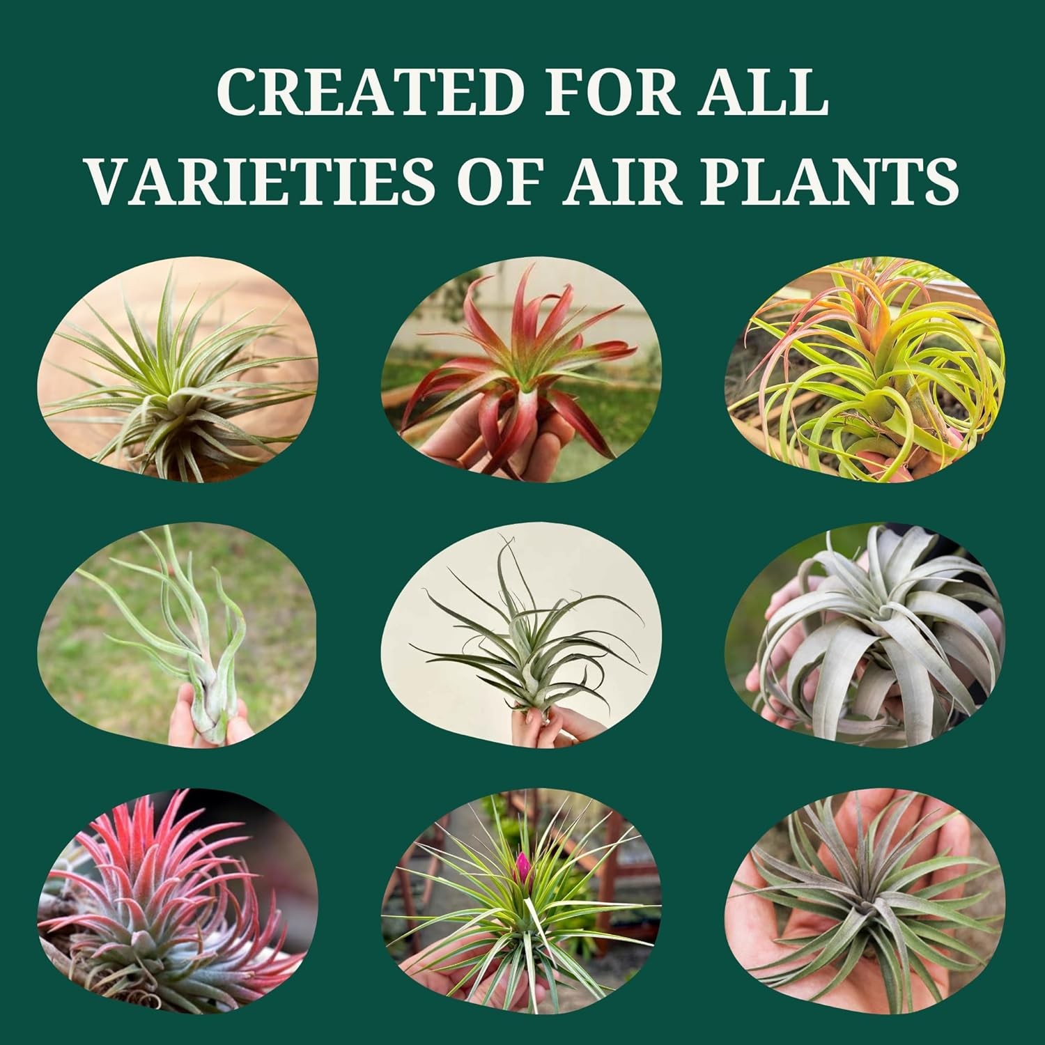Tillandsia Air Plant Fertilizer | Gentle Weekly Use Formula Plant Food | Formula