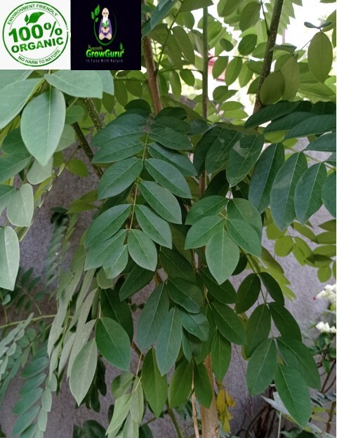 Ceylon Natural Quality Fresh Dried Gliricidia Sepium (Ginisiria) Leaves 200g