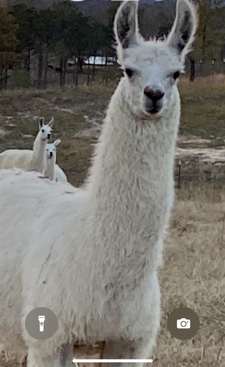 32 Oz Llama / Alpaca Magic Beans Organic Fertilizer / Manure