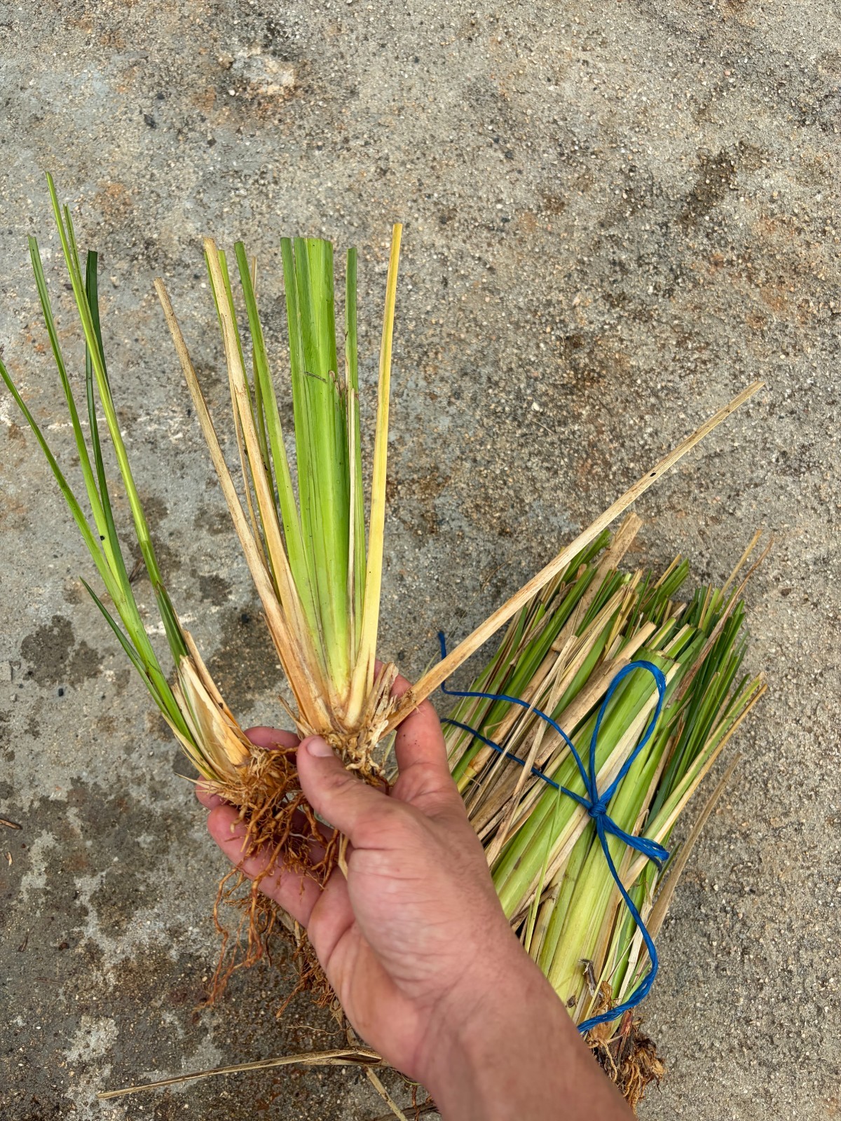 Vetiver Grass Life Plants Soil Erotion Control & Ornamental Use