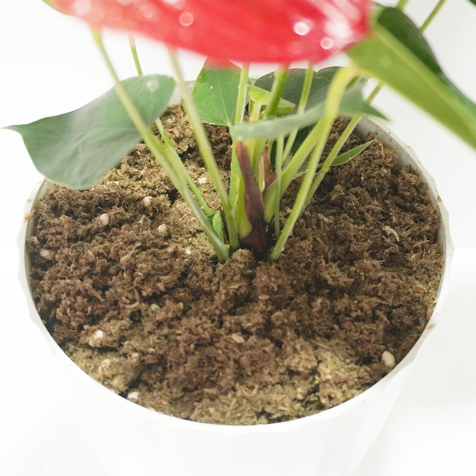 2QT Anthurium Potting Soil, Professionally Formulated Lightweight, Persistent…