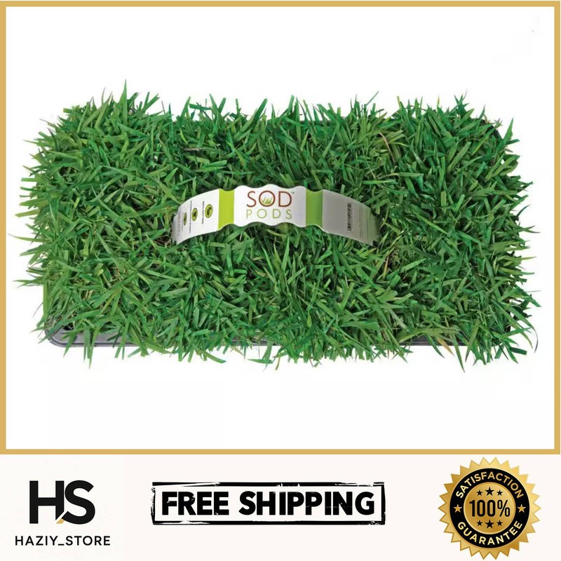 Zoysia Grass Plugs (32-Count) Natural with Fully Established Root System Fresh