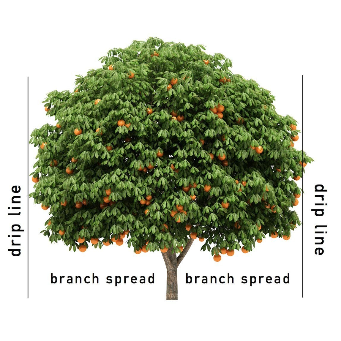 Jobe’s Slow Release Fertilizer Spikes for Fruit & Citrus – 9 Count, 8-11-11 NPK