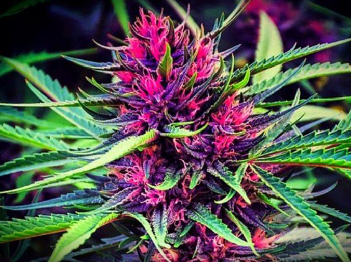 Organic Fish Fertilizer – For Hemp: That is Less Than $.56 Per Gallon !