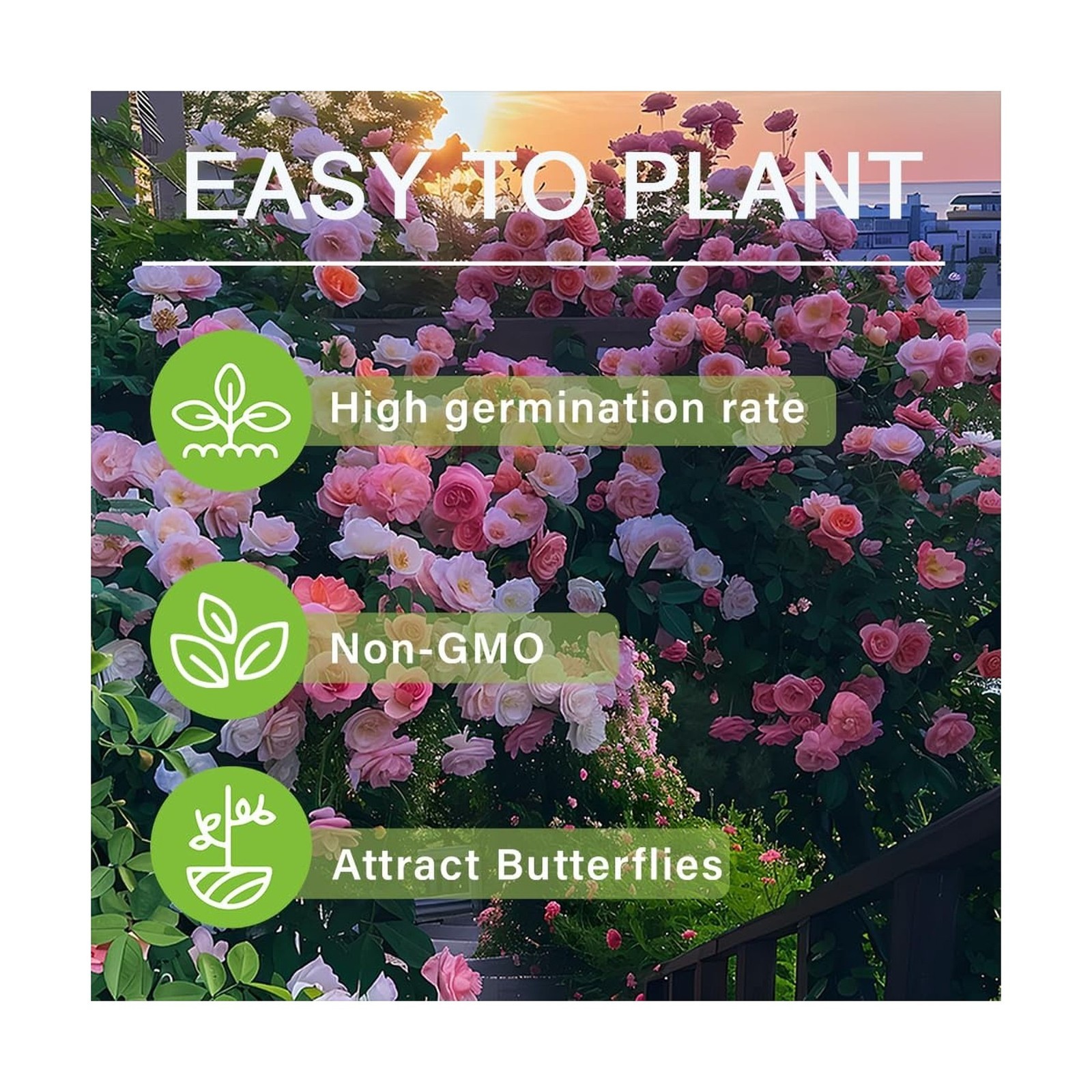 250+ Mix Climbing Roses Flowers Seeds -Rose Bushes Vine Climber Rose Seeds fo…