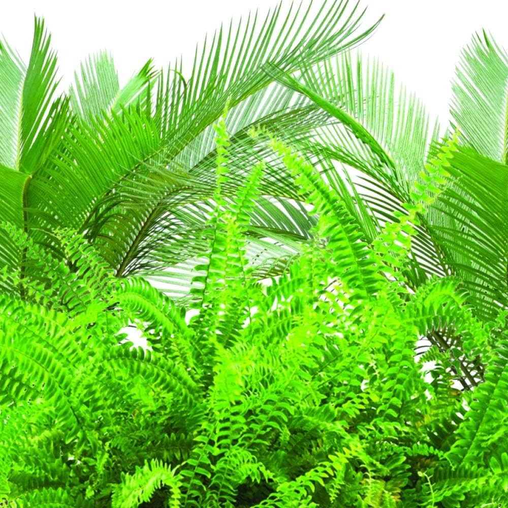 30 Fertilizer Spikes for Ferns & Palm Plants – Root Development Made Simple