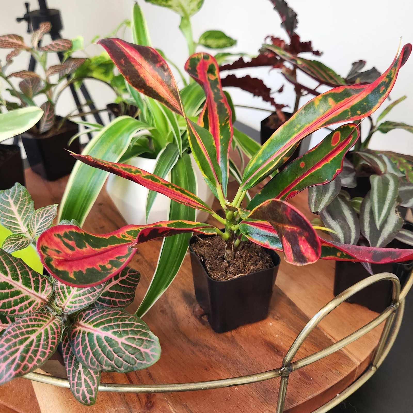 Easy to Grow Houseplants (Pack of 6), Live House Plants in Containers, Grower…