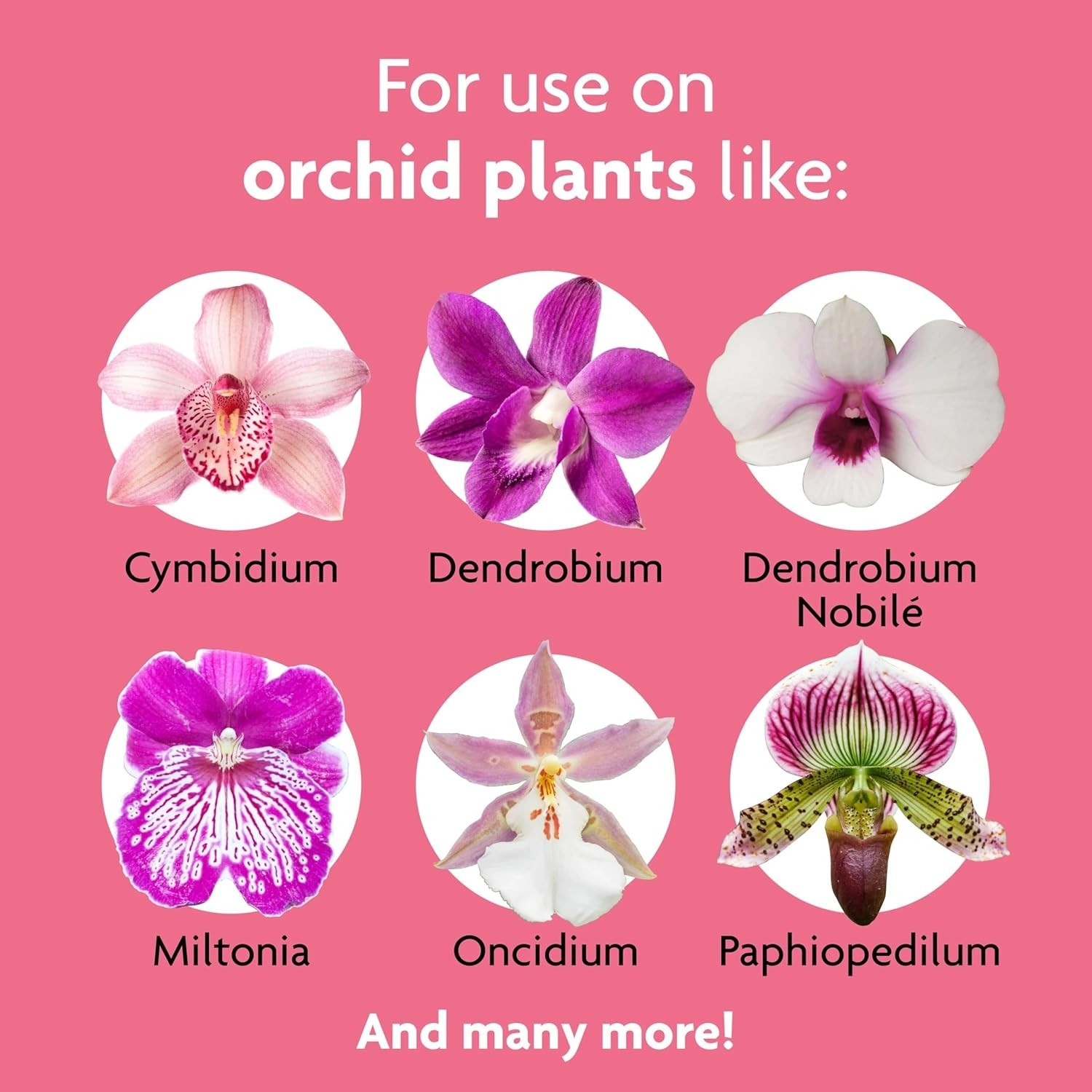 Orchid Plant Food Spikes – Indoor Plant Fertilizer Sticks for Potted Orchids,…