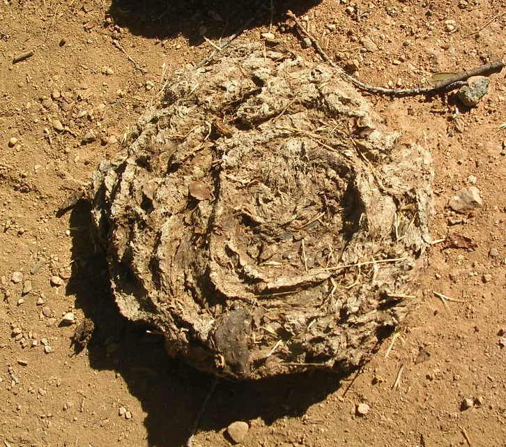 1 Real Happy California Cow Pie/Pattie/Poop/poo/Manure