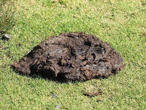 Cow Pasture Manure Pie Patty Poop Dung – Fresh Natural Garden Plant Fertilizer