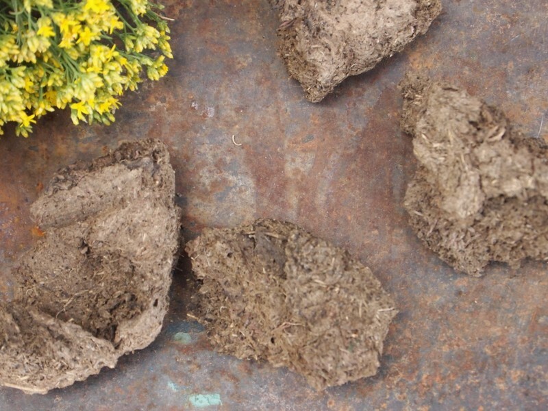 100% organic fertilizer cow manure zero chemicals/pesticides gourmet mushrooms