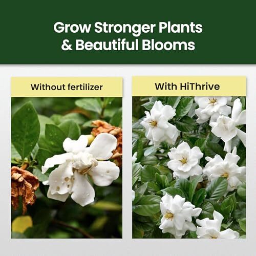 16oz Gardenia Fertilizer – Makes 96 Gallons of Indoor Plant Food, Nutrient-Rich