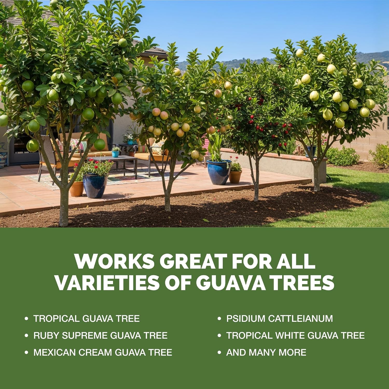 Guava Tree Fertilizer – Liquid Plant Food for More Fruit, Better Flowering & Str