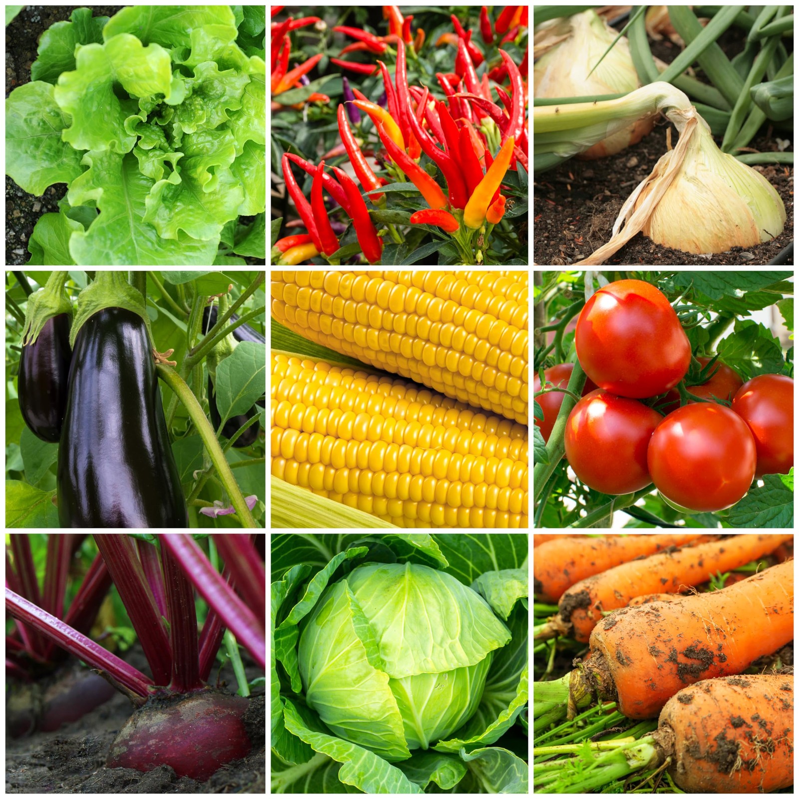 The Old Farmer’s Almanac Organic Tomato & Vegetable Plant Food Fertilizer