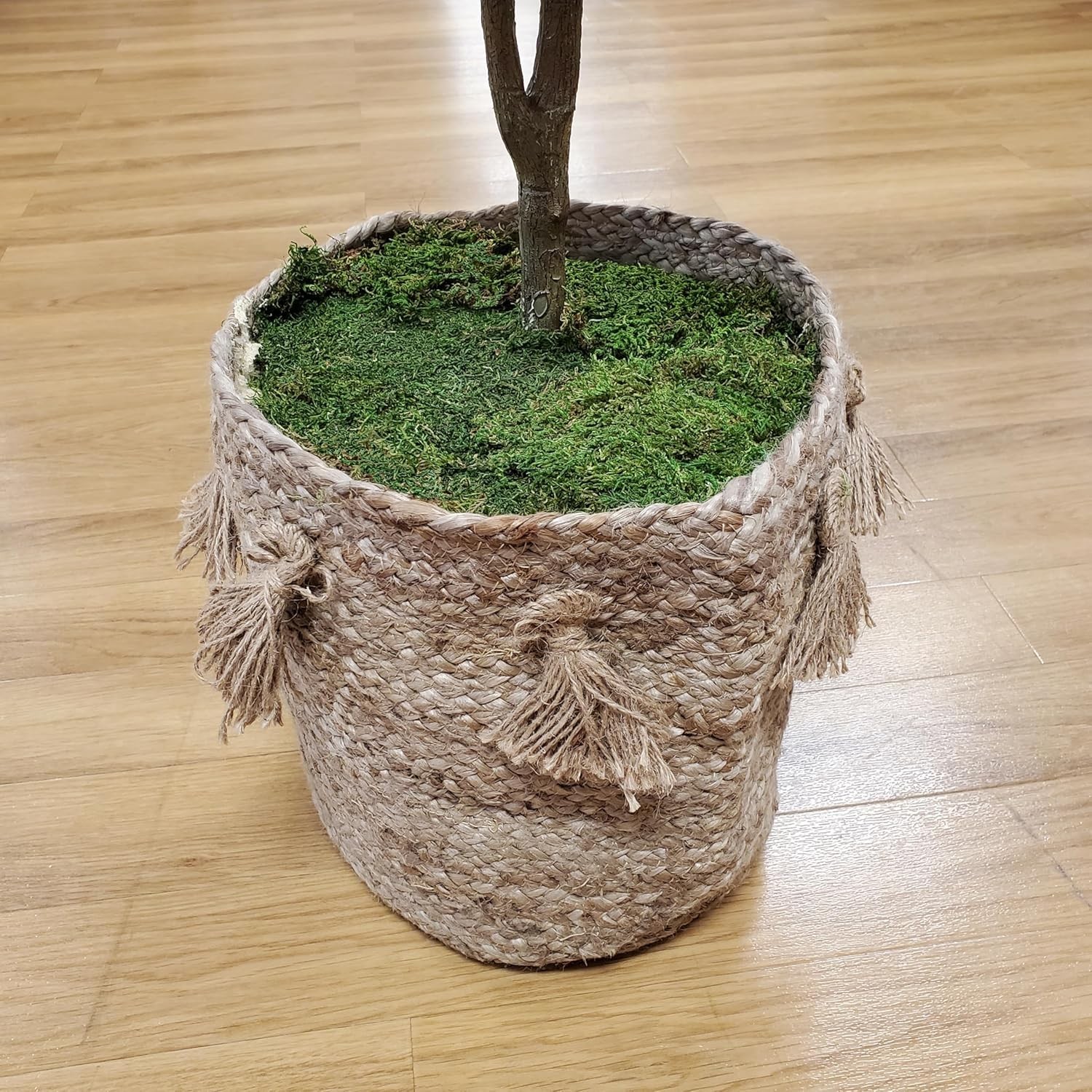 ML0480 Natural Green Sheet Moss – 520 sq. in. – Organic Decorative Moss for T…
