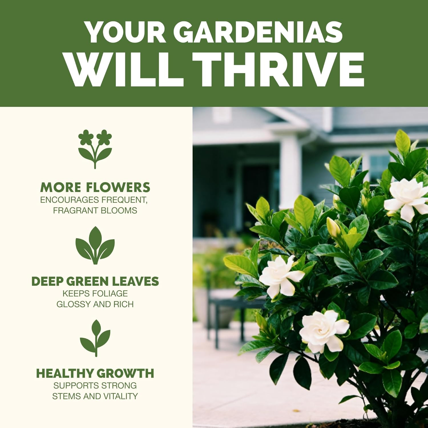 Gardenia Fertilizer – Liquid Plant Food for More Blooms, Rich Green Leaves & Str