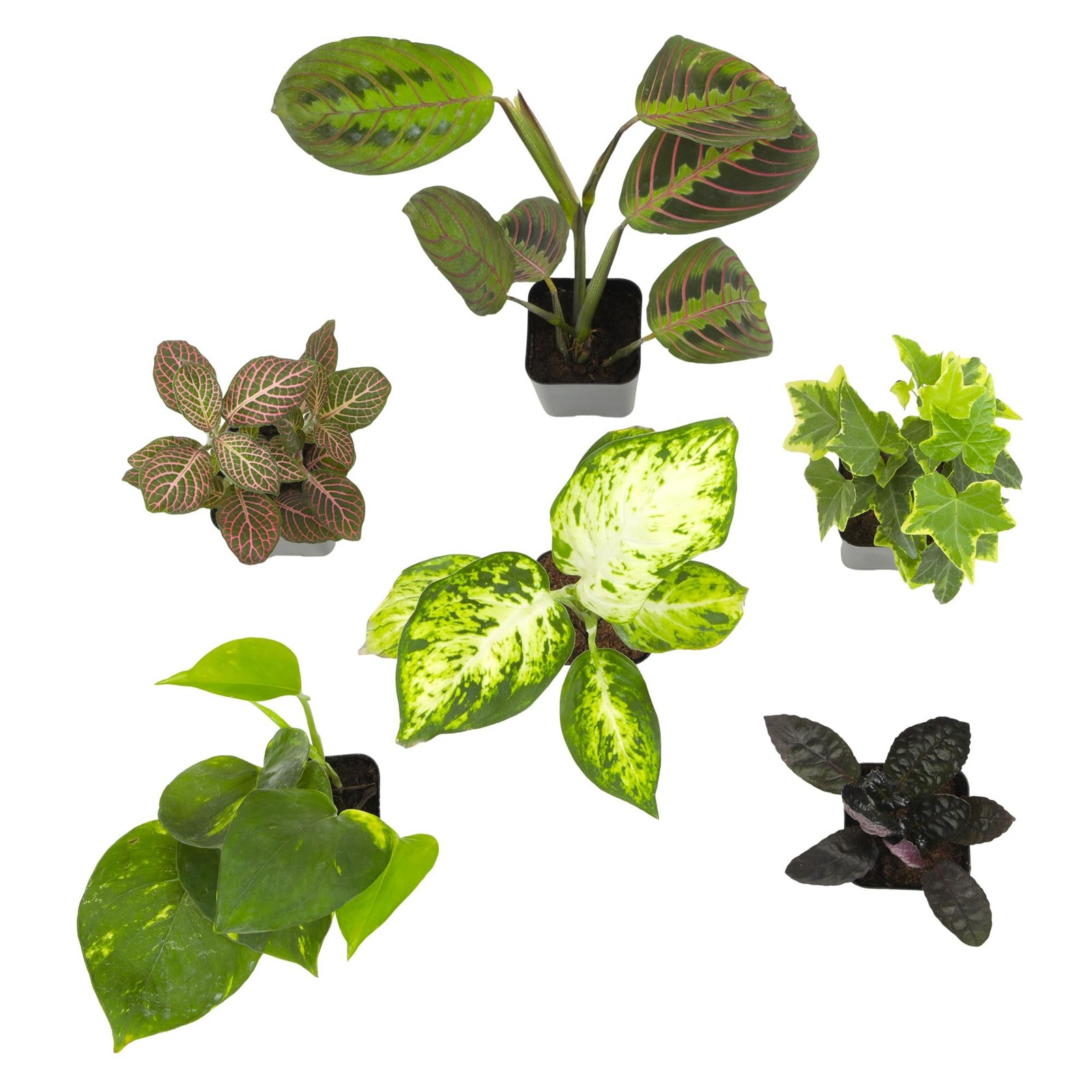 Easy to Grow Houseplants (Pack of 6), Live House Plants in Containers, Grower…