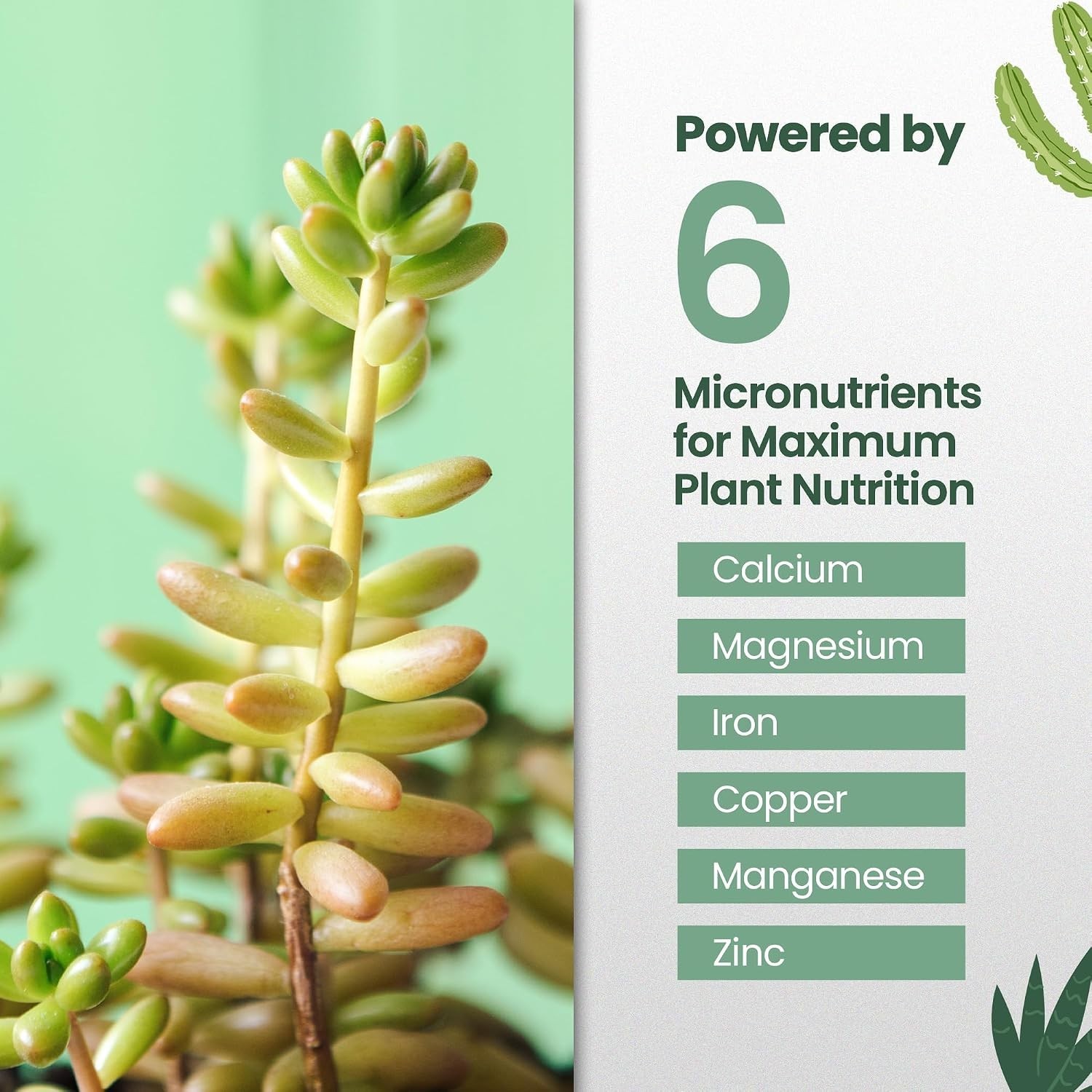Succulent Fertilizer for Vibrant Leaves, Strong Roots & Plump Growth, 16oz | …