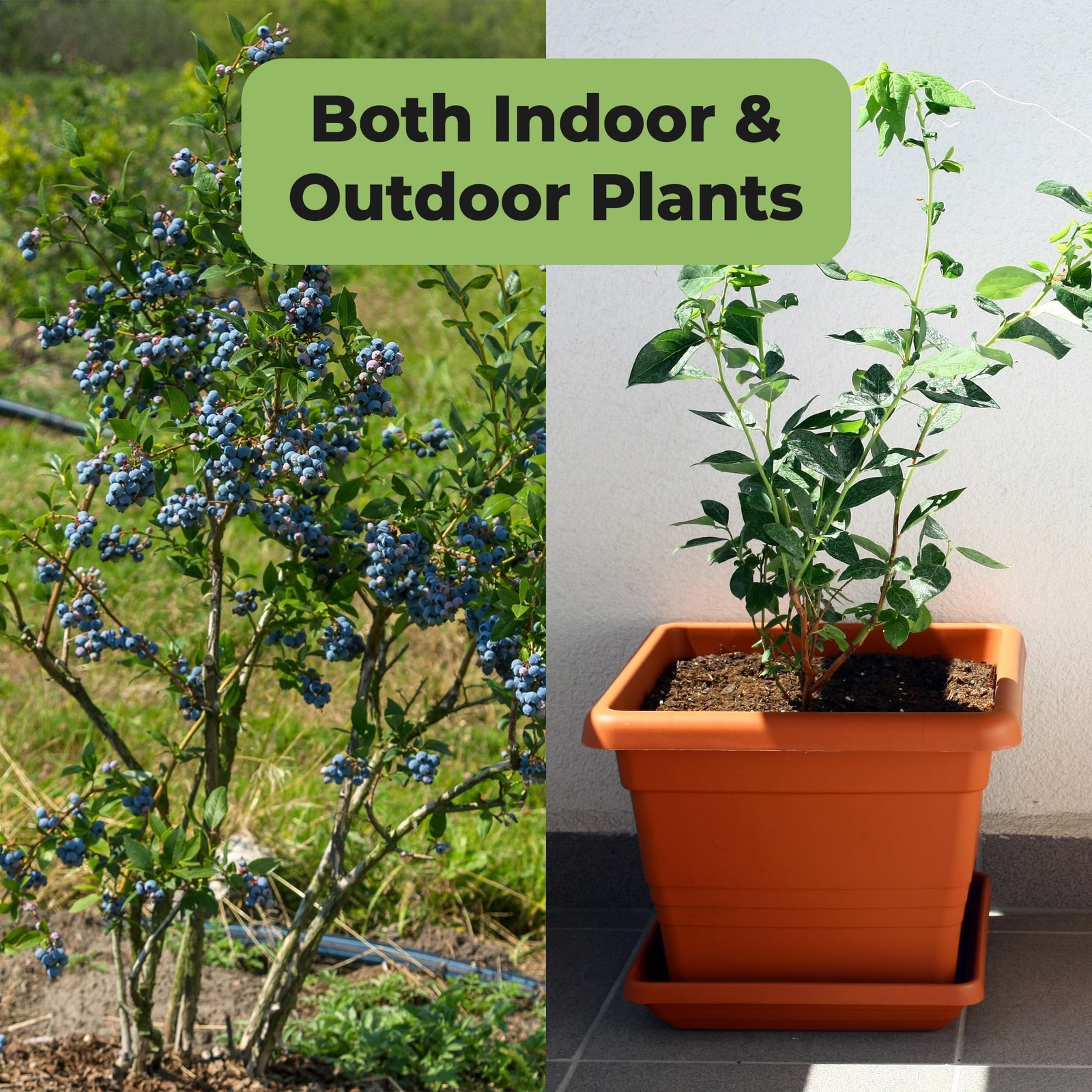 Liquid Blueberry Fertilizer by Perfect Plants | Berry Booster | Premium Ferti…
