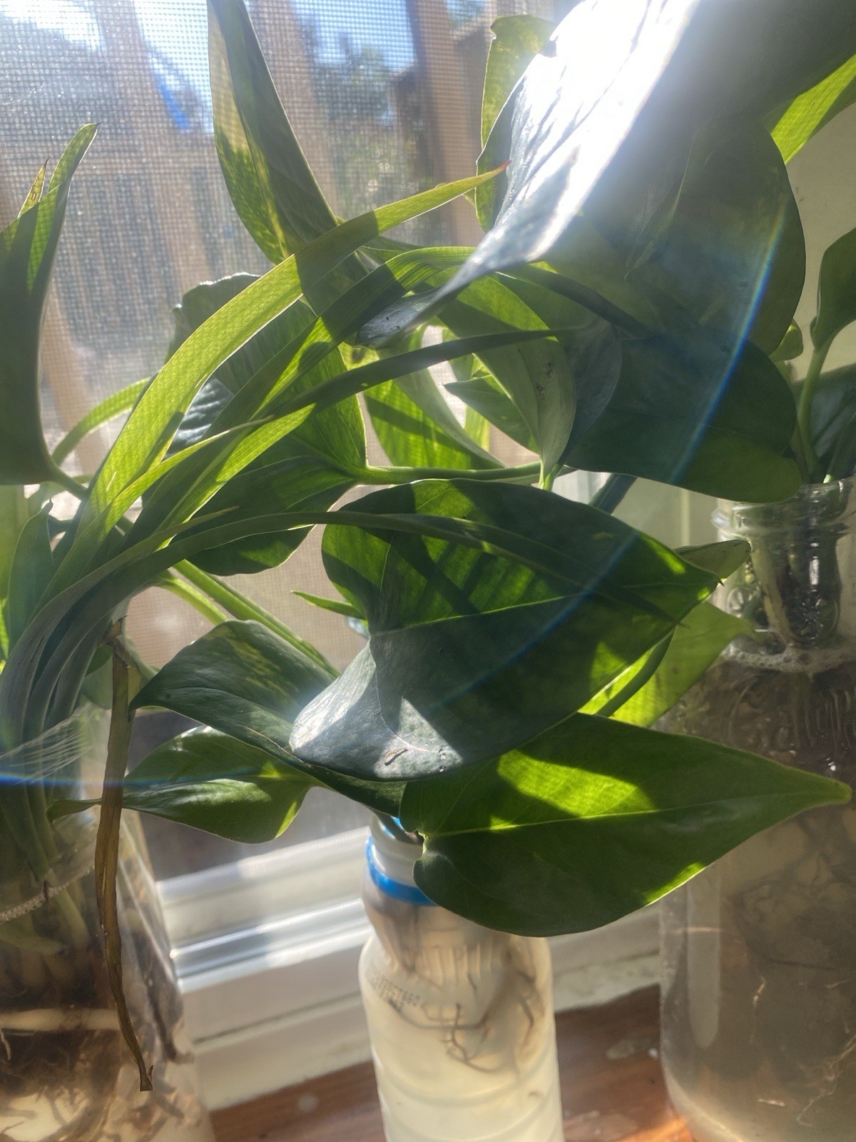 Live Houseplants read description for each price for plant