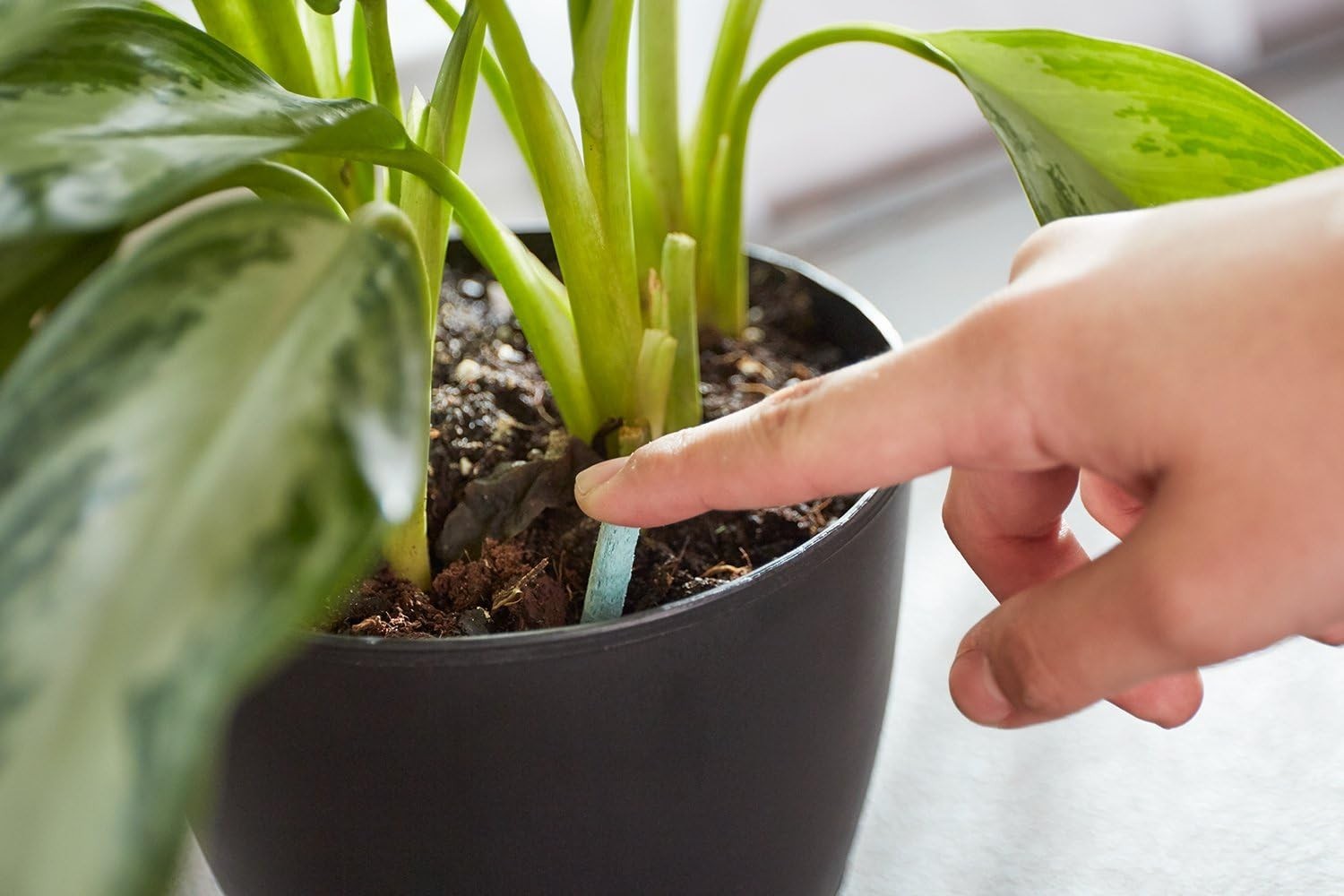 48 Indoor Plant Food Spikes – NPK 6-12-6, Continuous Nourishment for Houseplants