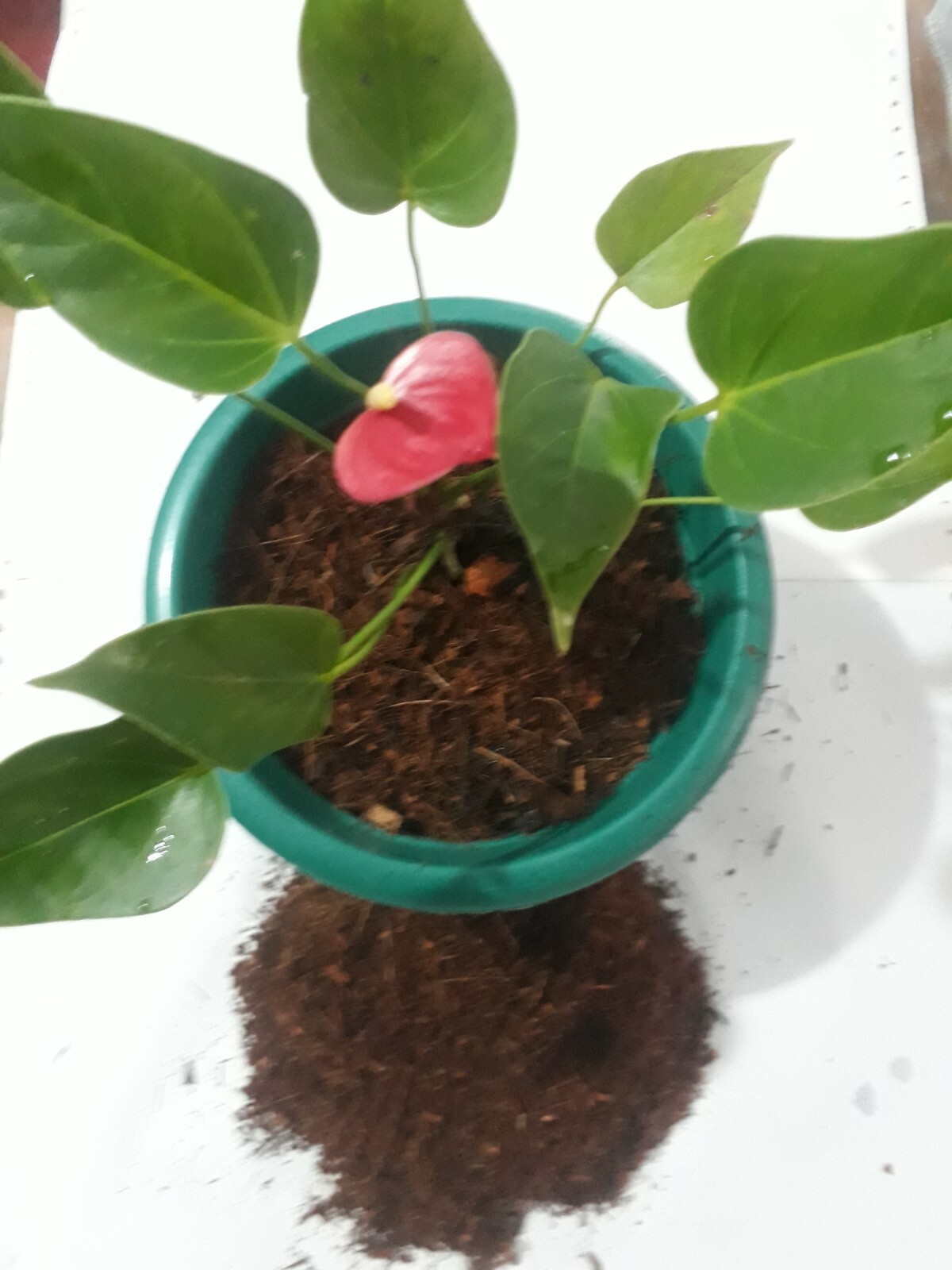 100% natural and organic growing medium. Fully environment friendly growing medi