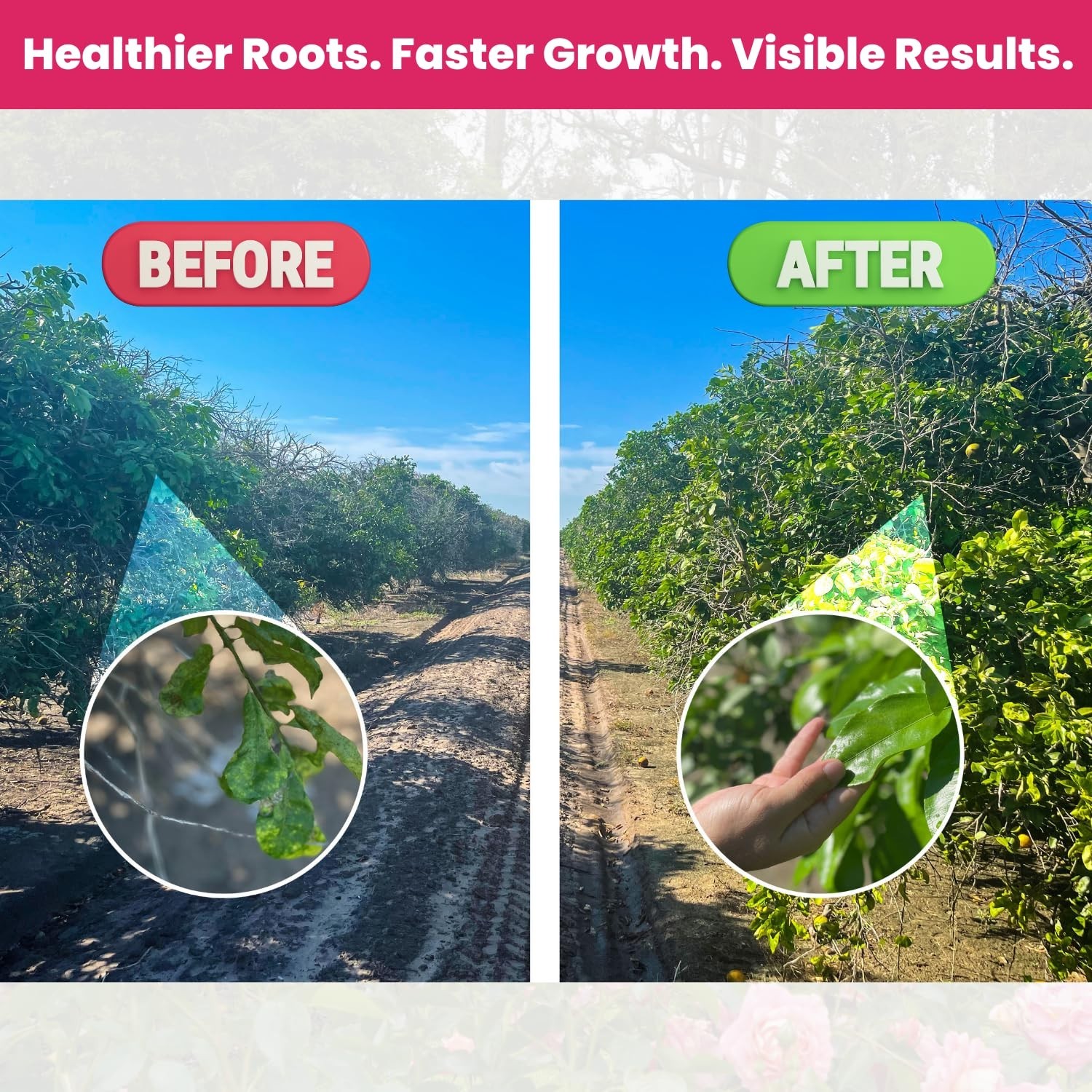 Biogrowth Vivid Enzyme Organic Plant Food – Fertilizer for Flowers and Lawns