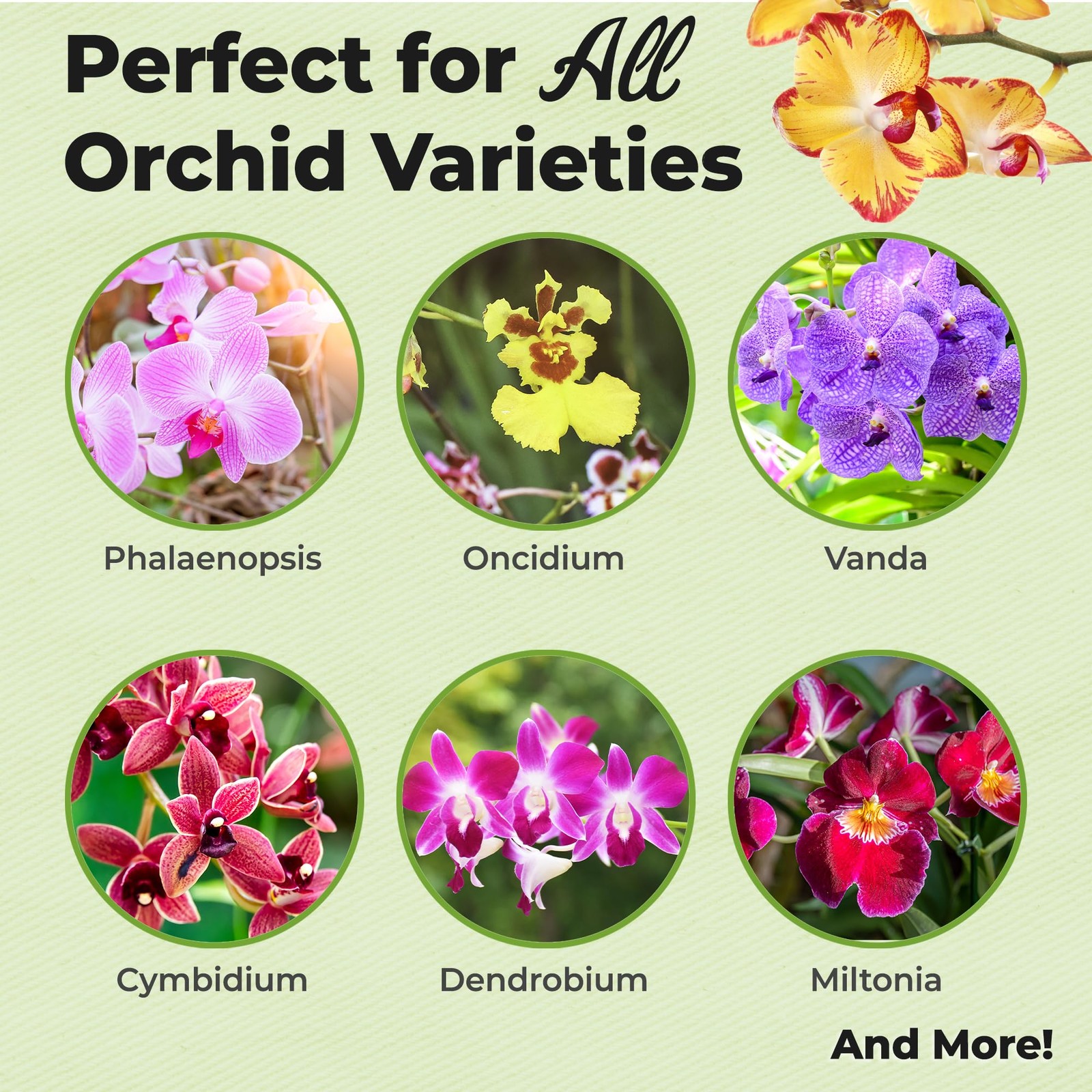 Orchid Fertilizer Mist by Perfect Plants | Foliar Food Spray & 8 fluid ounces