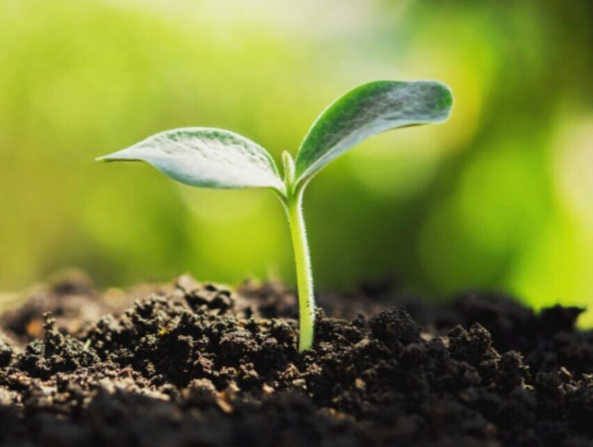 Dried Cow Dung Manure Organic Fertilizer Natural Compost For Plants Growth 400g