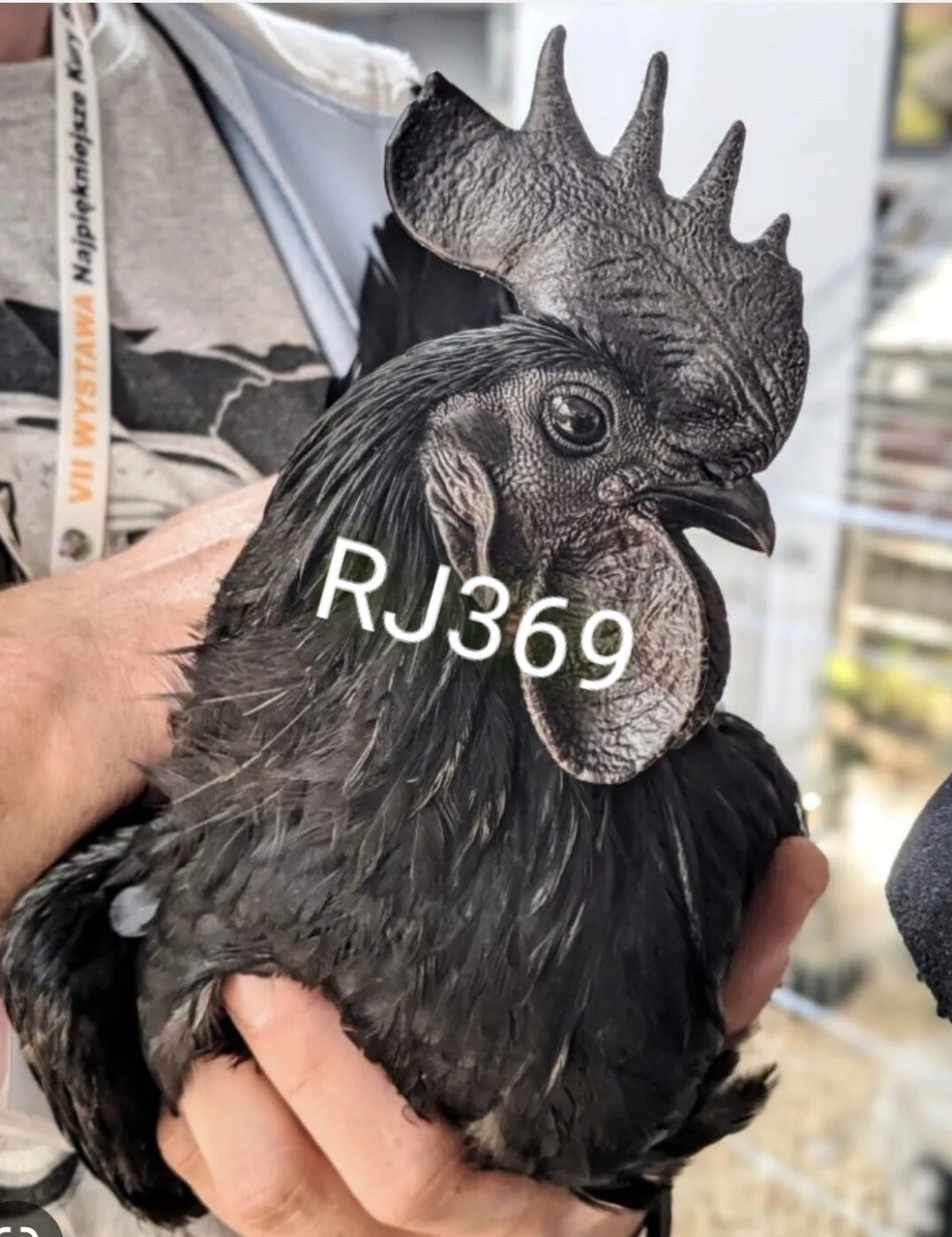 ☆Worlds Most Expensive Chicken’s Manure – Fertilizer/ Fresh Poop / Doo-Doo /Dung