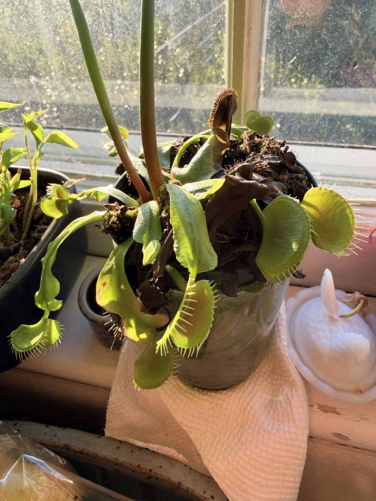 8 oz Gentle Fertilizer for Carnivorous Plants – Promotes Healthy Traps & Growth