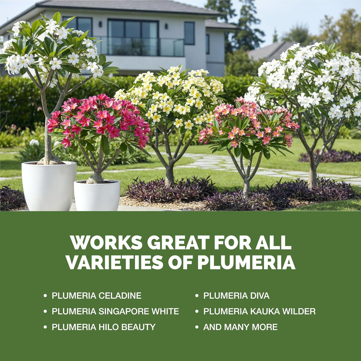 Plumeria Fertilizer – Liquid Plant Food for More Blooms, Healthy Tropical Gro…