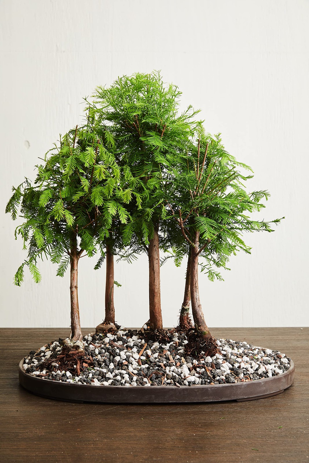 Bonsai All-Purpose Fertilizer by The Bonsai Supply – 1.8 Lbs | Quick Results …