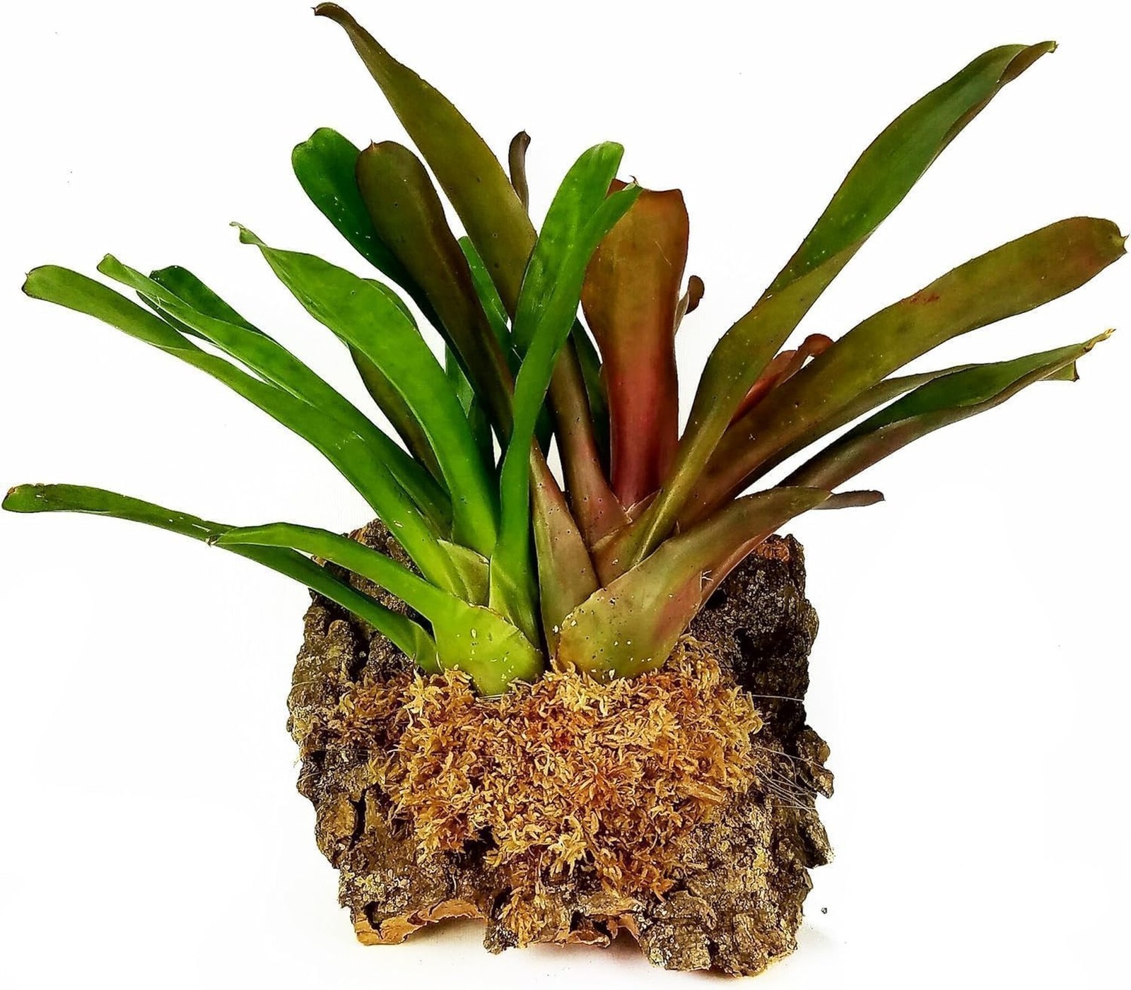 Premium New Zealand Sphagnum Moss, 1000g (80L When Hydrated) – Harvested in N…