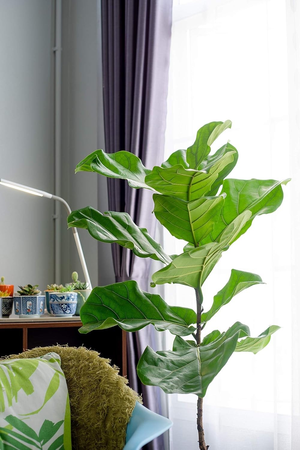 Fiddle Leaf Fig Tree Fertilizer | Ficus Plant Food | Improves Leaves and Bran…