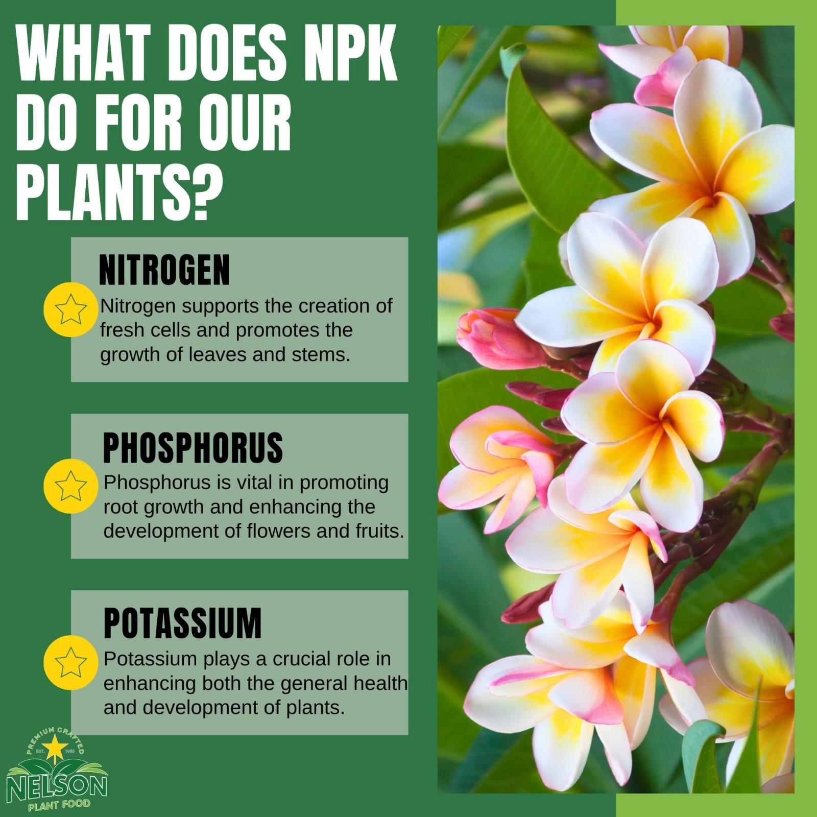Plumeria Plant & Flowering Tropical Fertilizer 5-30-5 for Ferns, Orchids, Lilies
