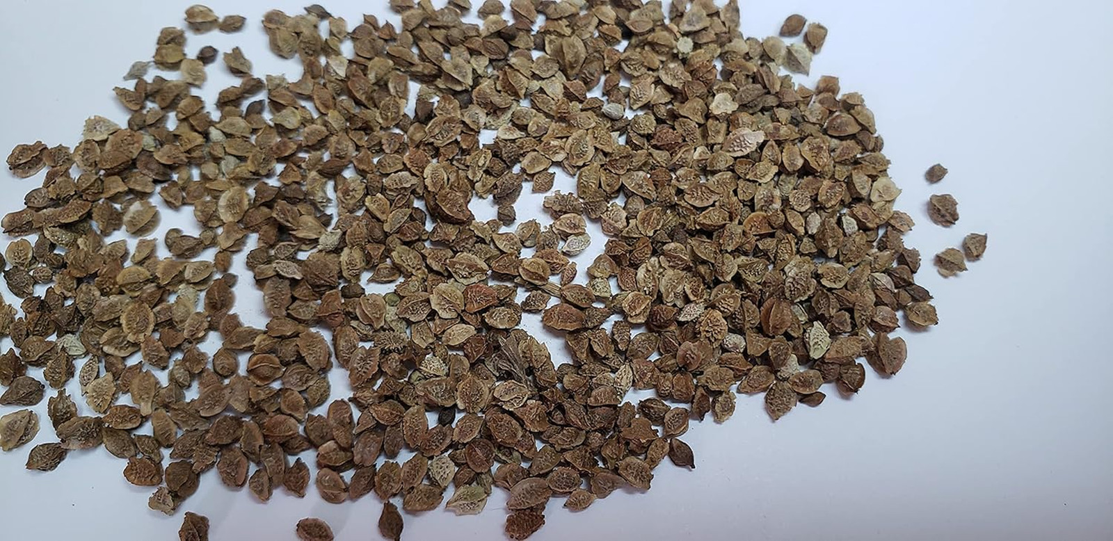“Salad Burnet” Herb Seeds – Alternative Salad Green and Easy-To-Grow Herb – Harv