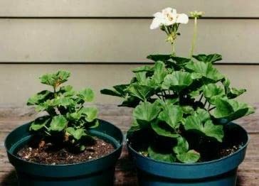 Sachets Helps Your Plants Grow Bigger Faster and Stronger