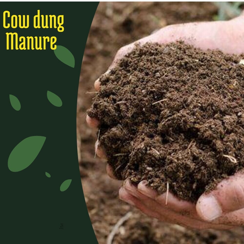 Cow Dung Manure Fertilizer Natural 100% Organic Compost For Plant Growth