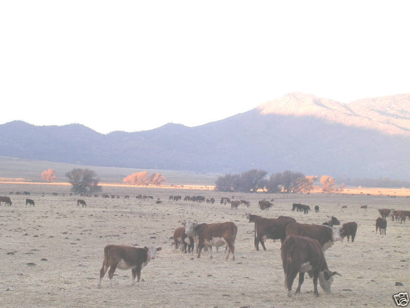 1 Real Happy California Cow Pie/Pattie/Poop/poo/Manure