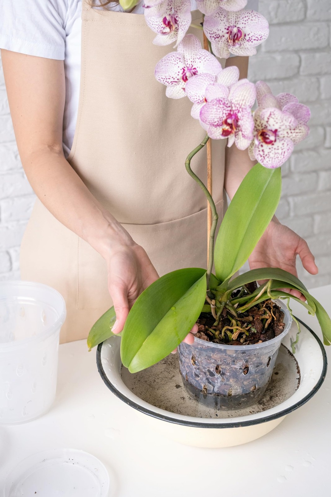 Dendrobium Orchid Potting Mix 8 Quart Natural Soil Blend for Orchids