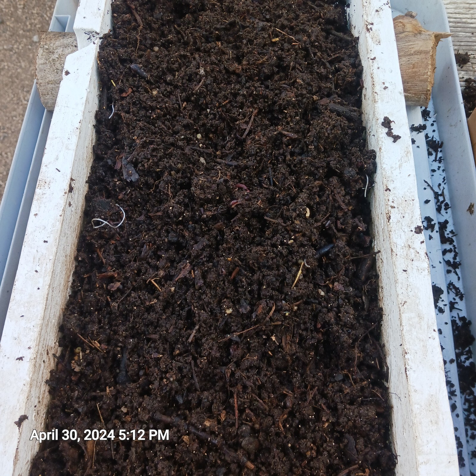 4lbsWorm Castings + Baby Wigglers & Cacoons 100%