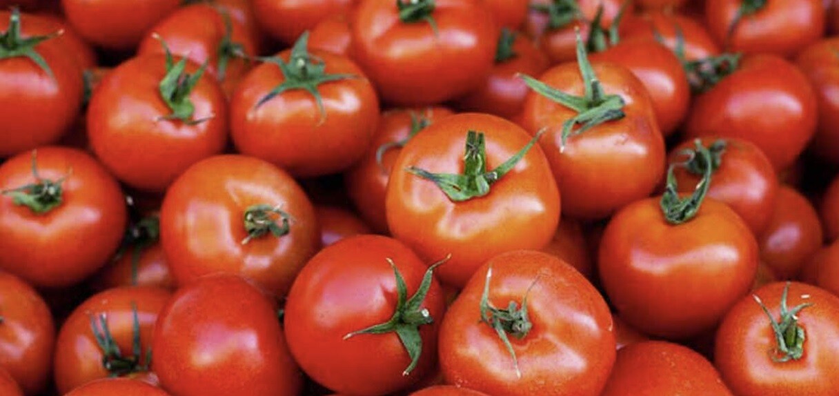 Schultz SPF70370 1.5 Lb Water Soluble Tomato Vegetable Plant Food Fertilizer