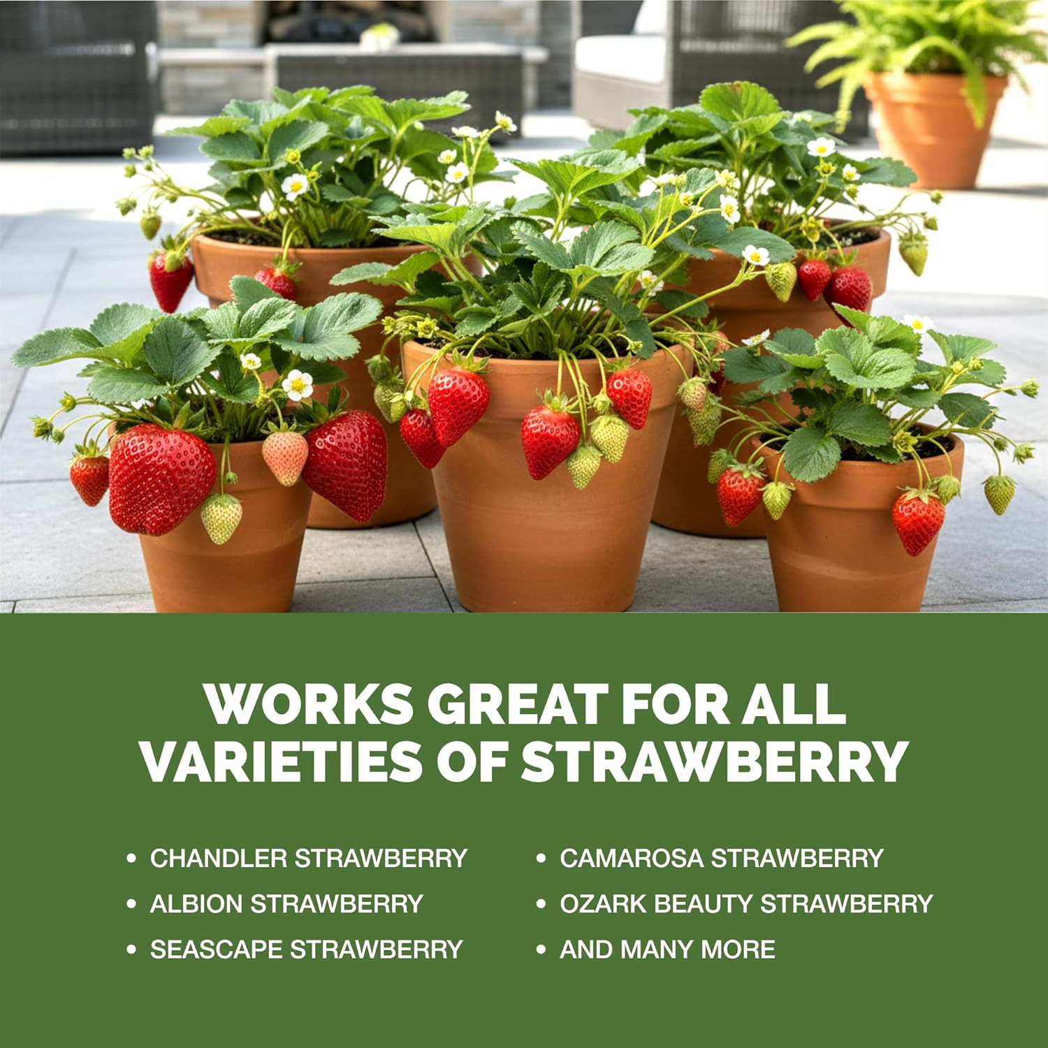 Strawberry Fertilizer – Liquid Plant Food for Better Flowering, Bigger Berries &