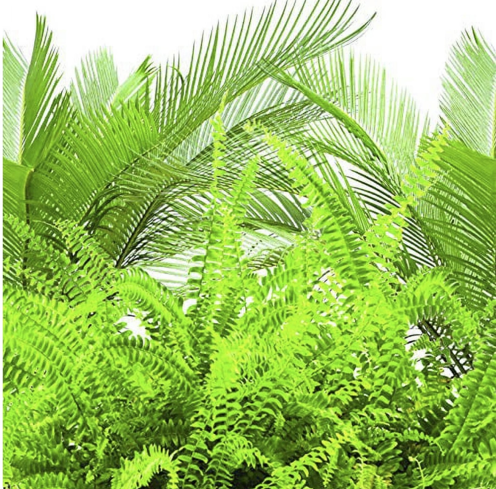 Jobe’s 05101 30 Pack Fern & Palm Fertilizer Plant Food Spikes – Pack of 6